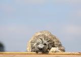 PETIT CHIEN LION 158